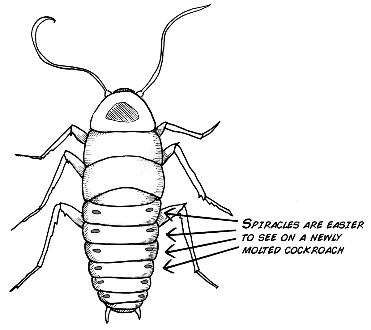 1200x1068 Experiment Oxygen And Spiking