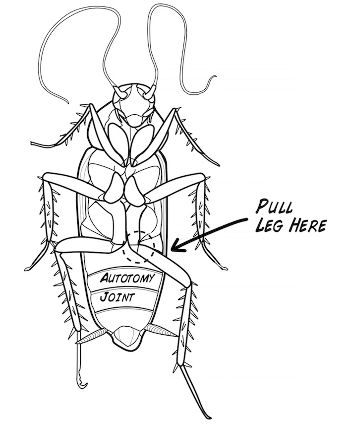 700x858 Experiment Record And Manipulate Live Neurons!
