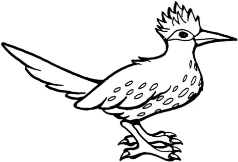 480x327 Roadrunner Bird Coloring Page Free Printable Coloring Pages