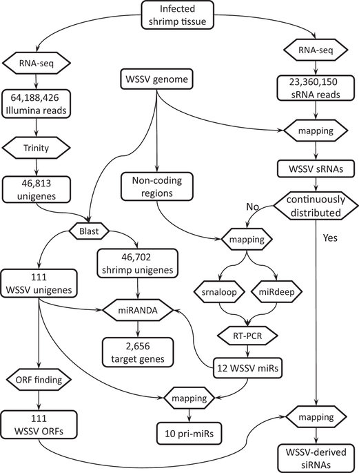 521x685 Of The Bioinformatics Analysis.
