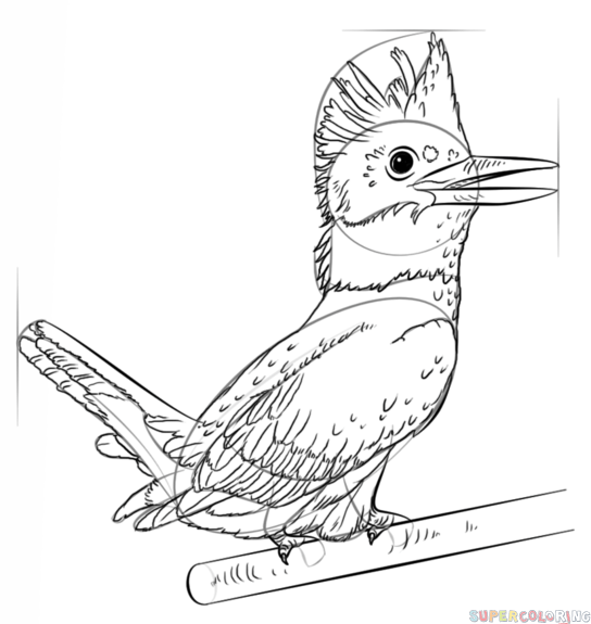 544x575 How To Draw A Kingfisher Step By Step Drawing Tutorials