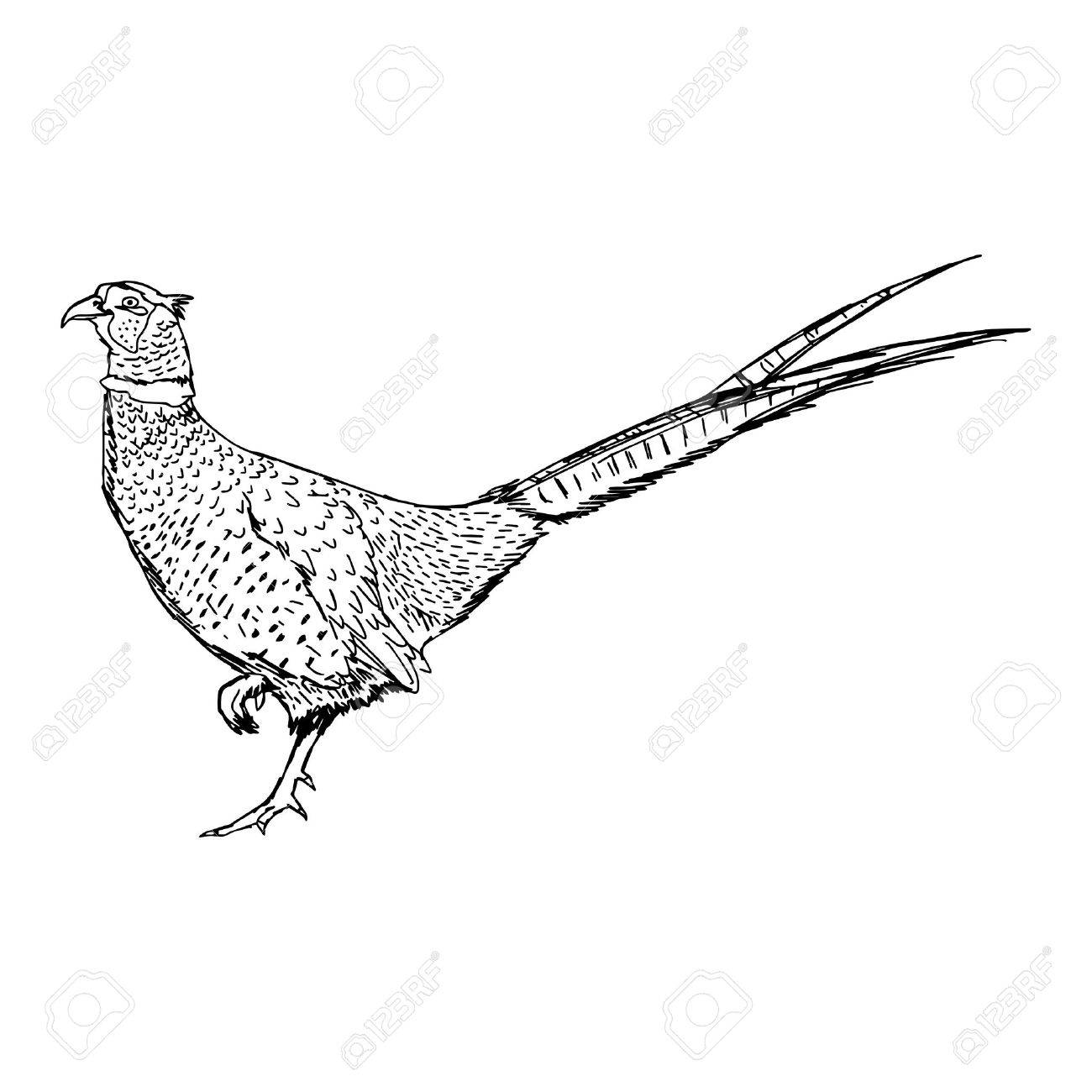 1300x1300 Illustration Doodle Of Sketch Common Pheasant (Phasianus