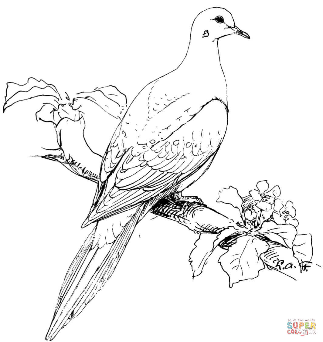 1064x1127 Bird Coloring Pages. Free, Printable, Realistic