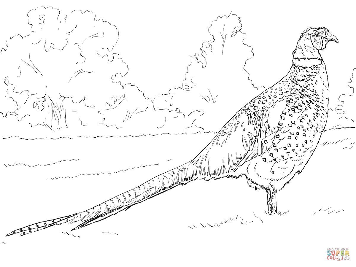 1200x900 Bird Coloring Pages. Free, Printable, Realistic