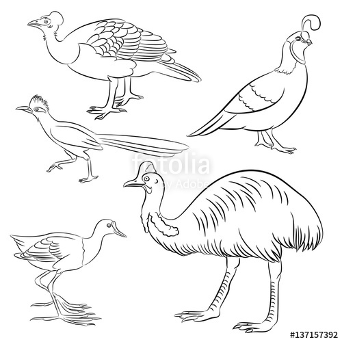500x500 Cassowary, Roadrunner, Jacana, Quail, Maleo Bird Simple Line