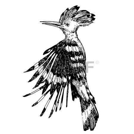 450x450 Freehand Sketch Illustration Of Flying Hoopoe Bird Doodle Hand