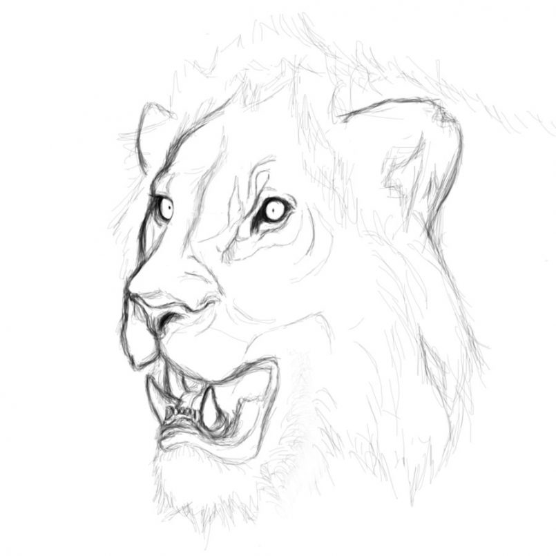805x805 How To Draw Lion Face Roaring Step By Step Tags How To Draw
