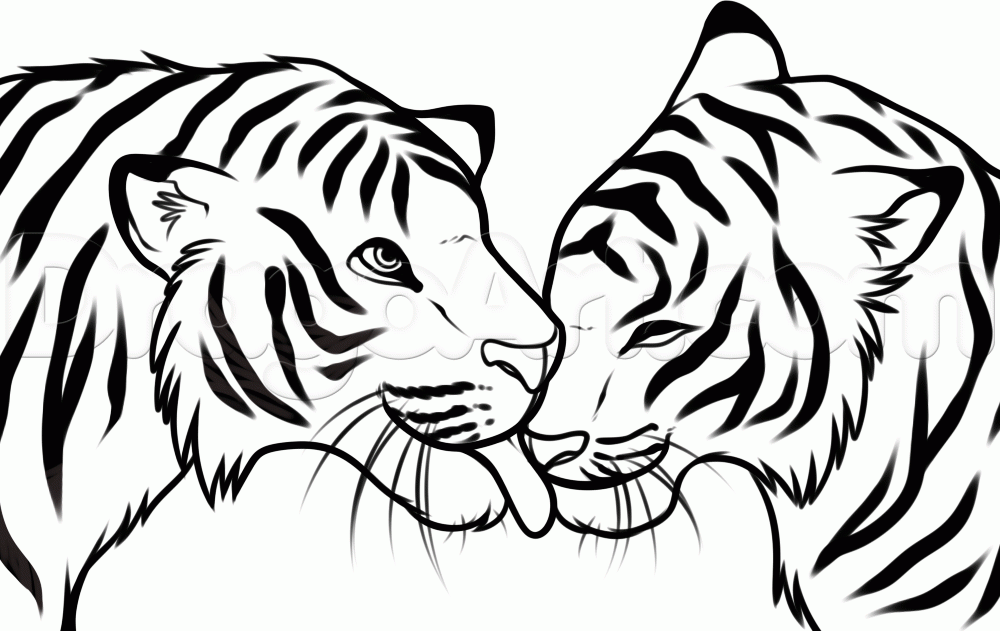 1000x631 Drawn Tiger Dragoart