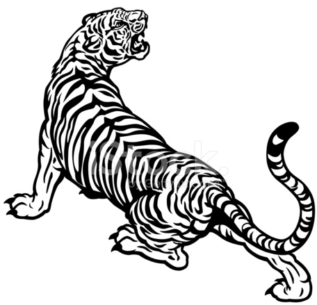 456x439 Roaring Tiger Sketch, In Colour And Black Amp White Stock Vector