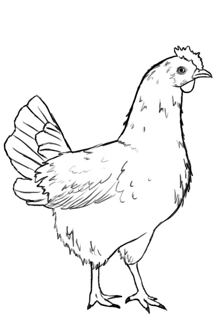 450x675 Drawn Chicken Line Drawing