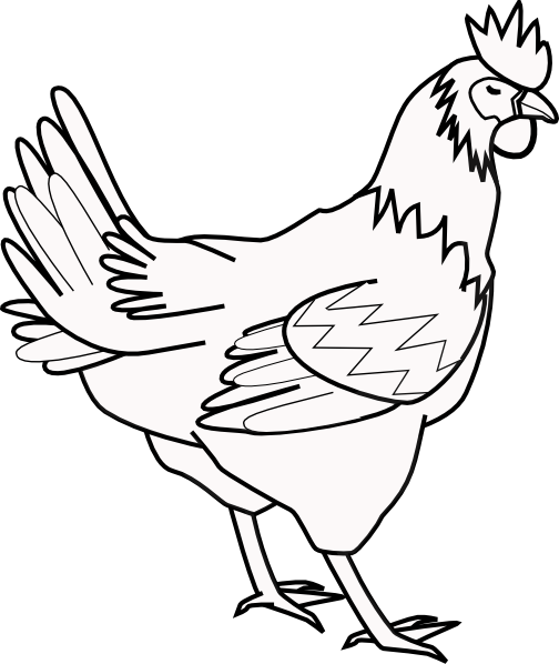 504x598 Chicken Clip Art