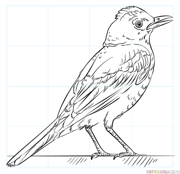 595x575 How To Draw A Robin Bird Step By Step Drawing Tutorials