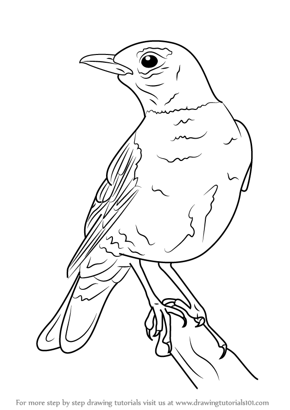 596x843 Learn How To Draw An American Robin (Birds) Step By Step Drawing