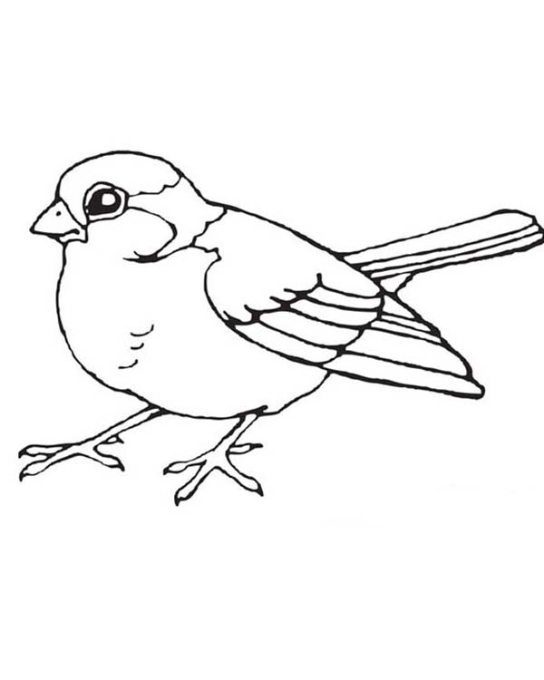 600x750 Little Bird Coloring Page Color Lu On Robin Bird Coloring Page