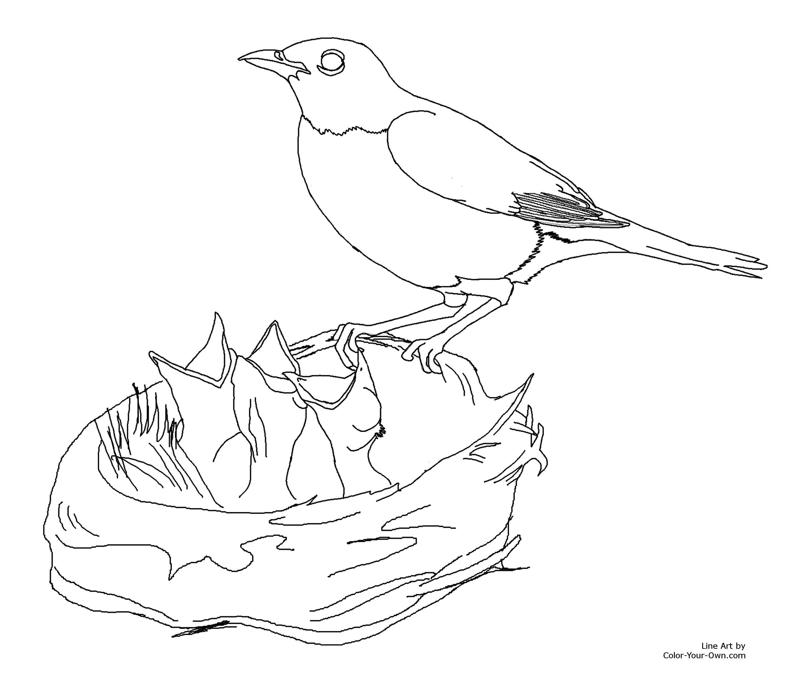 2700x2344 Robin Animal Coloring Pages Free Draw To Color