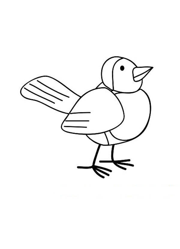 600x832 Robin Bird Drawing Coloring Page