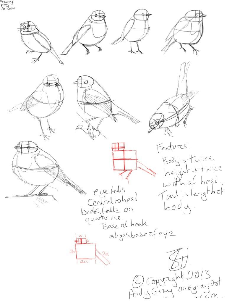 Robin Bird Drawing at GetDrawings | Free download