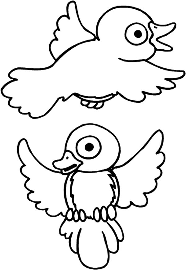 600x870 Drawing Robin Bird Coloring Page