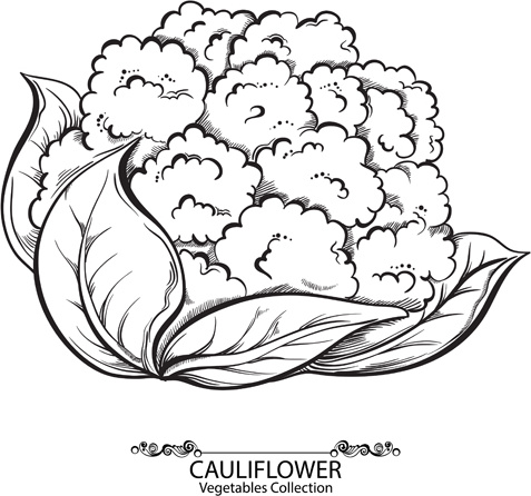 477x446 Vector Hand Drawn Vegetable Free Vector Download (6,120 Free