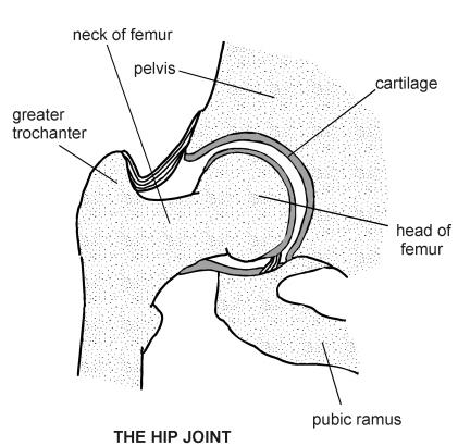 421x410 Tom's Physiotherapy Blog Importance Of The Hip Joint In Rock Climbing