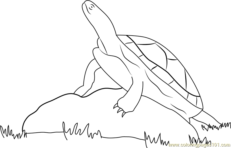 800x511 Turtle On Rock Coloring Page