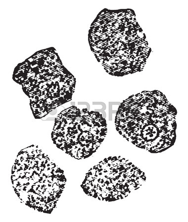 380x450 Organ Of Corti, Vintage Engraved Illustration. Royalty Free