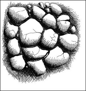 304x320 Best Mosquito Drawing Ideas On Essential Oils