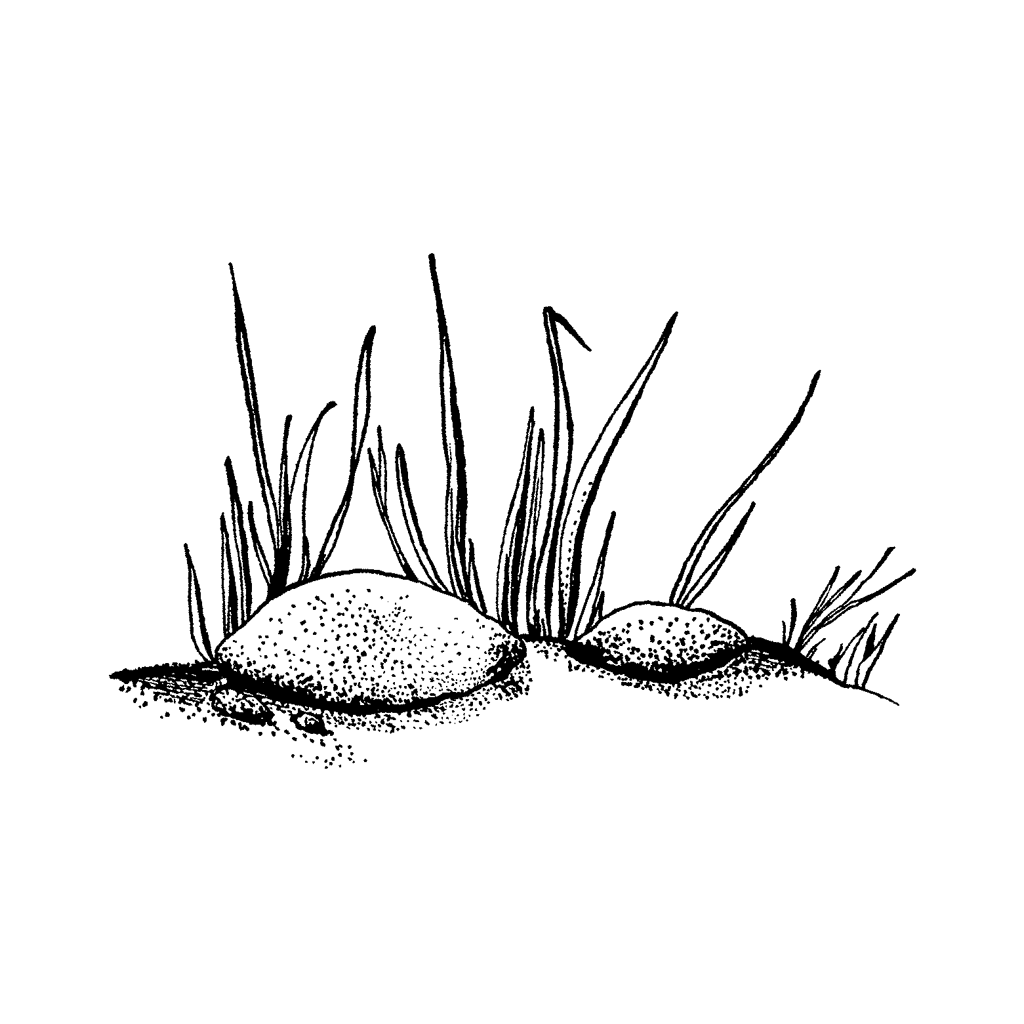 1024x1024 Rock With Tall Grass 765d