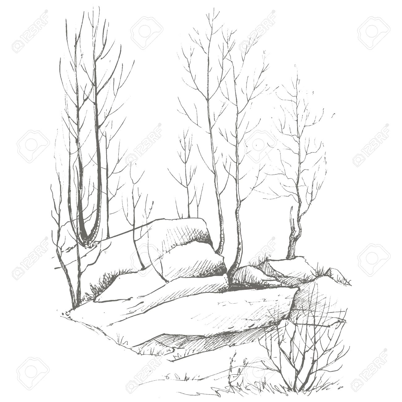 1300x1300 Young Birch Trees, Bushes And Rocks Drawing By Ink, Sketch