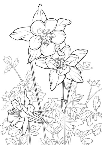 340x480 Rocky Mountain Columbine Coloring Page Free Printable Coloring