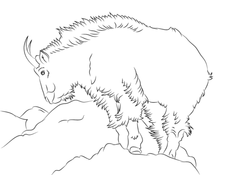 480x358 Rocky Mountain Goat Coloring Page Free Printable Coloring Pages