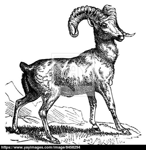 497x512 Rocky Mountain Sheep (Ovis Montana) Or Bighorn Sheep, Vintage En