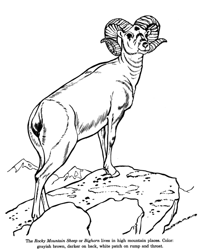 670x820 Wild Animal Coloring Pages