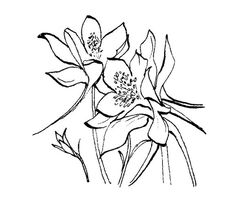 236x202 Columbine flower Rocky Mountain Columbine I Sketch Pets Arts