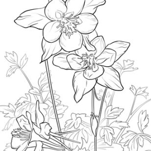308x308 Awesome Columbine Flower Coloring Page