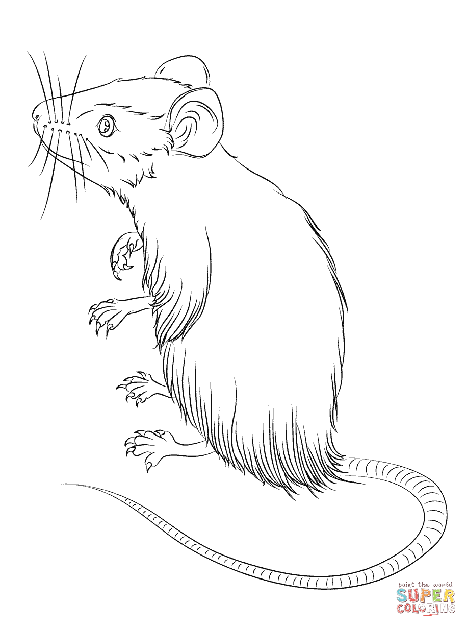 916x1228 Mice Coloring Pages Free Coloring Pages