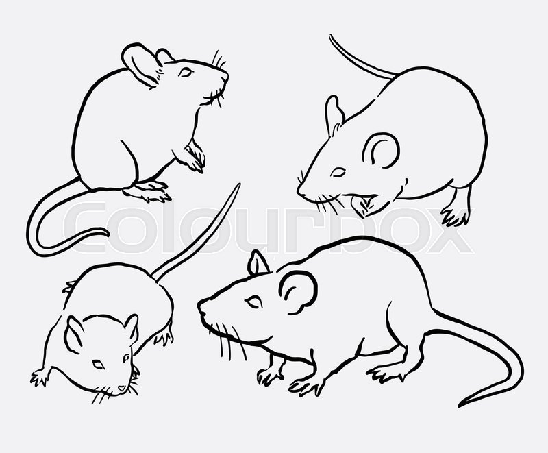 800x661 Mouse Animal Sketch. Good Use For Symbol, Logo, Web Icon, Mascot