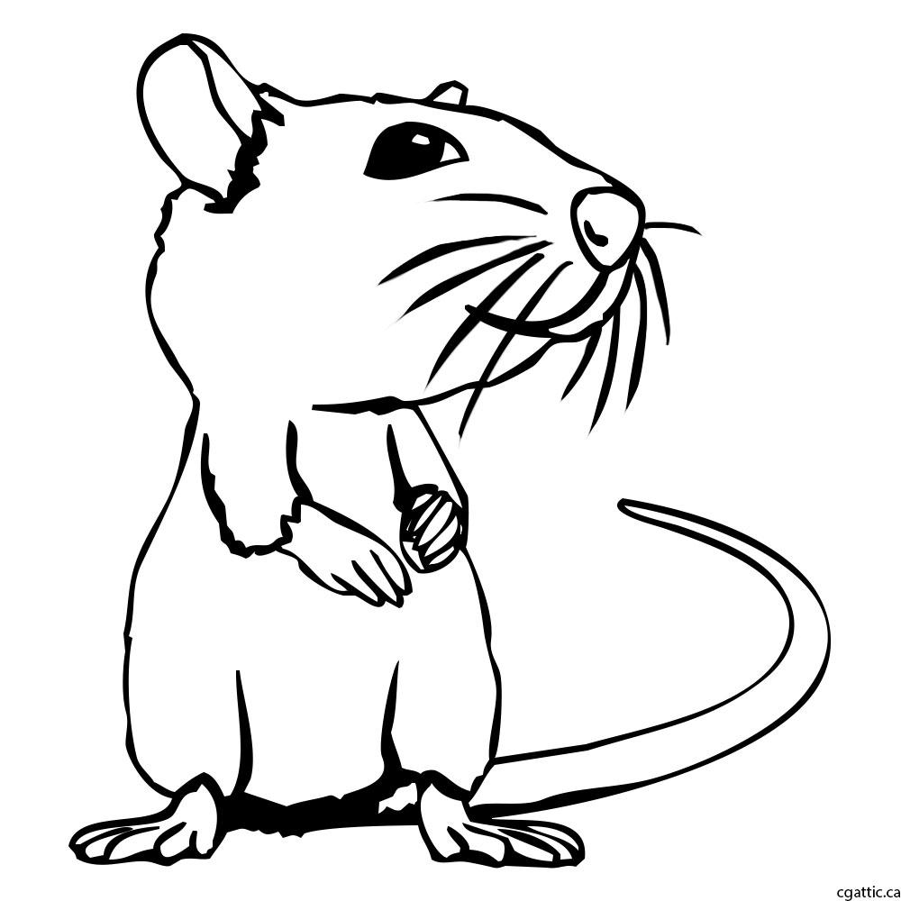 1000x1000 Rat Cartoon Drawing In 4 Steps With Photoshop