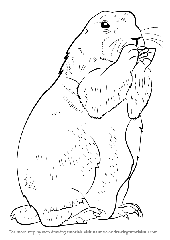 596x842 Rodents Drawing Tutorials