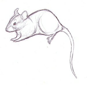300x294 Ratsketch Explore Ratsketch