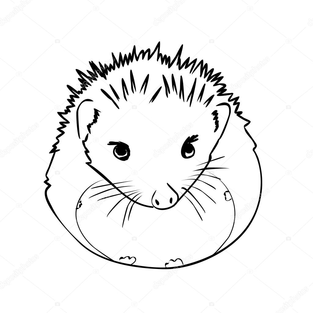 1024x1024 Hedgehog Sketch Drawing Isolated Stock Vector Chaos 08.bk.ru