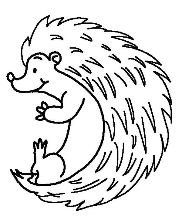 600x735 Drawing Hedgehog Coloring Pages Coloring Sun