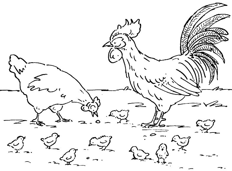 785x577 Coloring Rooster And Hen Picture