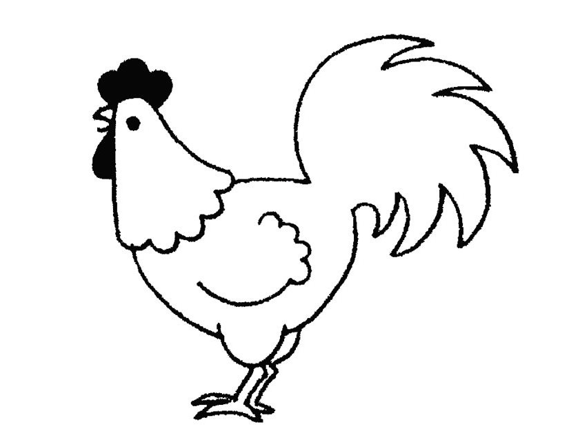 825x638 Rooster