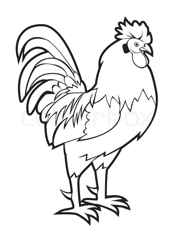 607x800 Rooster Stock Vector Colourbox
