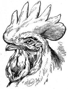 236x309 Rooster Portrait Stark And Bold, This Black And White Portrait