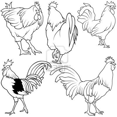 400x400 Rooster Set 2