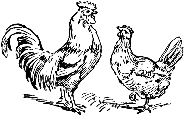 640x404 Rooster And Hen Clipart Etc