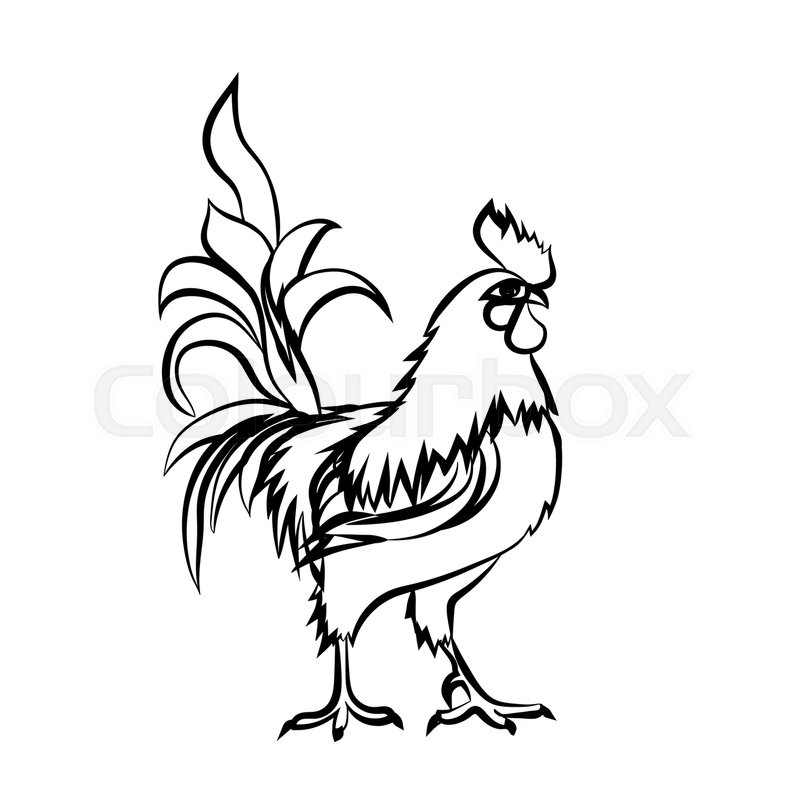 800x800 Black Sketch Drawing Of Rooster Is On White Background. Chinese