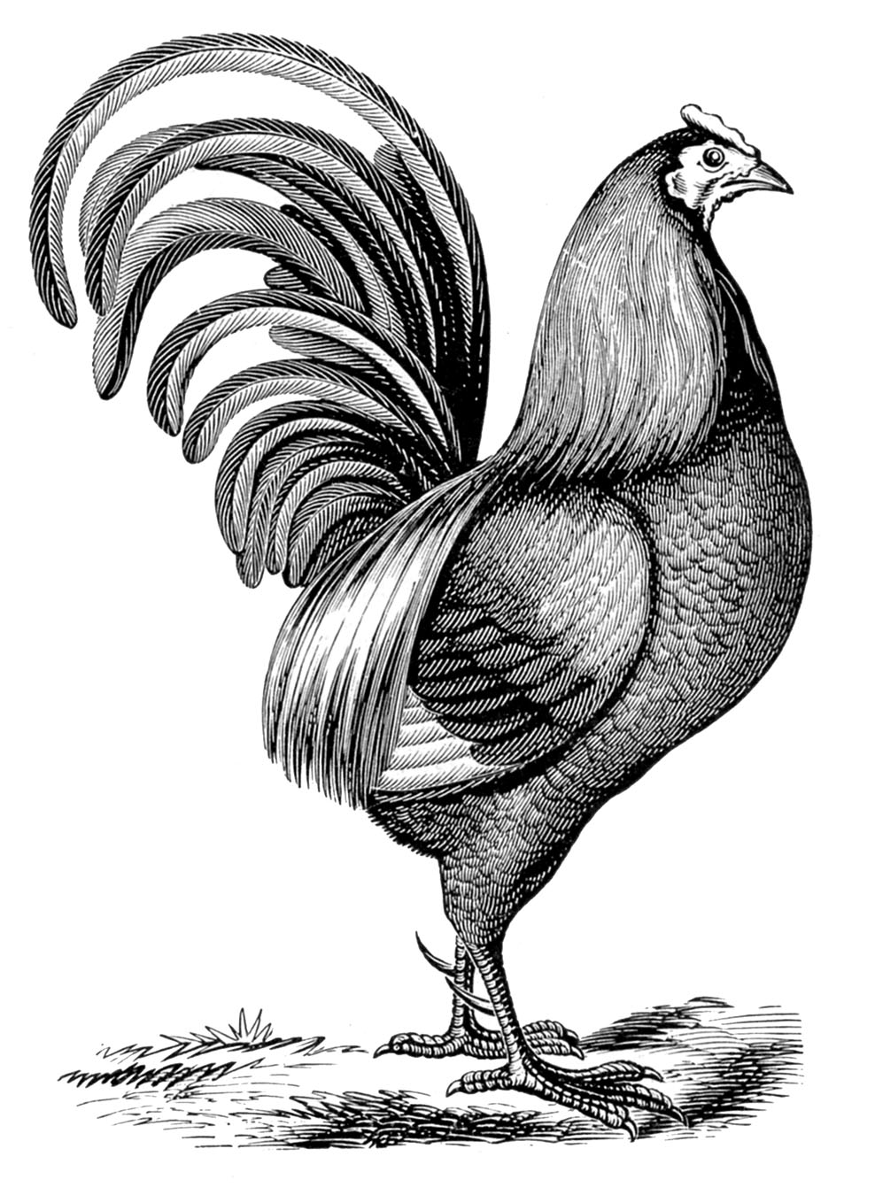 988x1350 Rooster Clipart Line Drawing